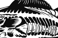 The fish