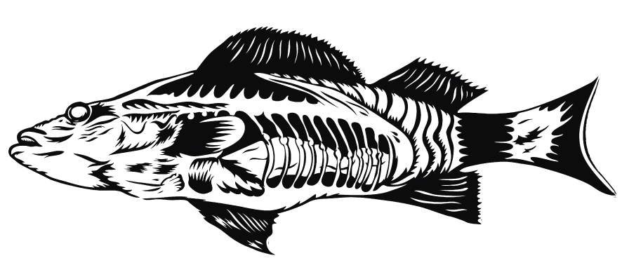 The fish